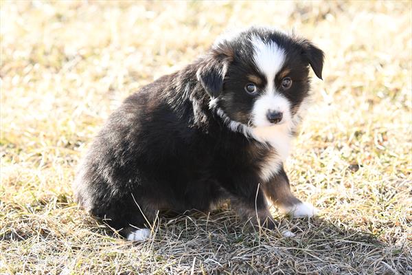 [#26170-02]  - Black M Miniature Australian Shepherd Puppies for Sale