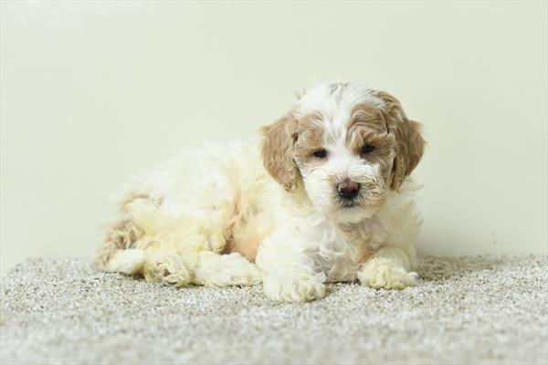 [#26164-04]  - White / Cream F Goldendoodle Mini 2nd Gen Puppies for Sale