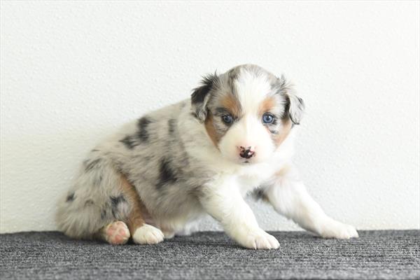 [#26217-03]  - Blue Merle F Miniature Australian Shepherd Puppies for Sale