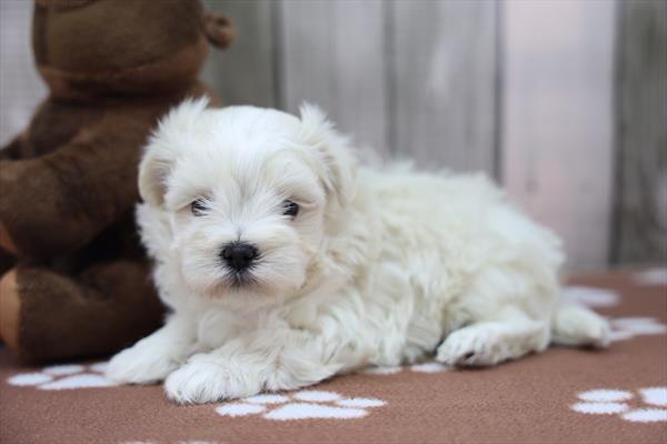 [#26234-01]  - White M Maltese Puppies for Sale