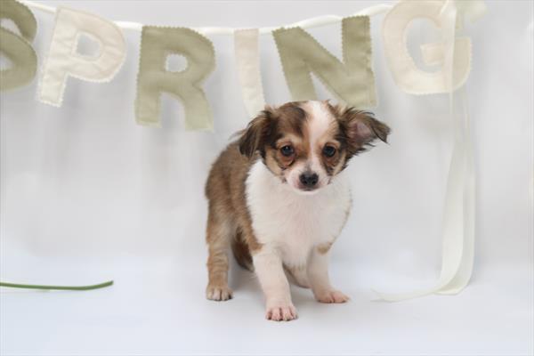[#253559-02]  - Sable / White M Chihuahua Puppies for Sale