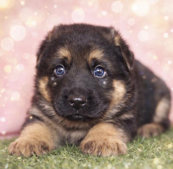 [#2651-06]  - Black / Tan F German Shepherd Dog Puppies for Sale