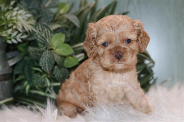 [#26365-03]  - Buff M Cocker Spaniel Puppies for Sale