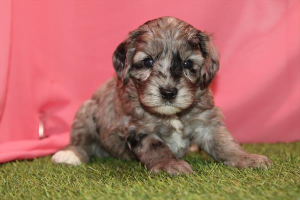 [#26344-01]  - Blue Merle M Cock A Poo 2nd Gen Puppies for Sale