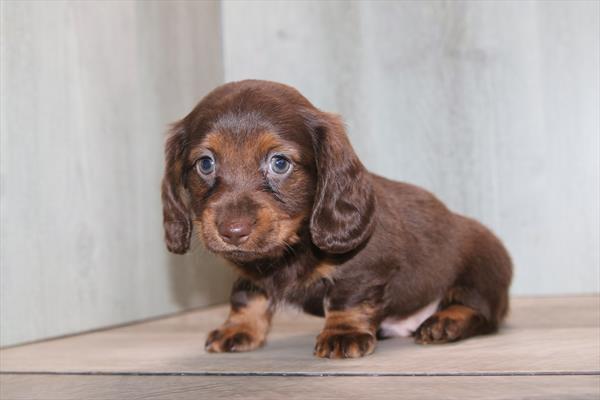 [#26354-04]  - Chocolate / Tan M Dachshund Puppies for Sale