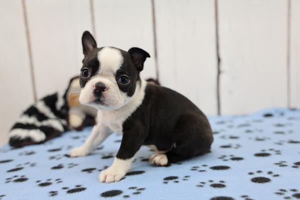 [#26312-03]  - Black / White M Boston Terrier Puppies for Sale