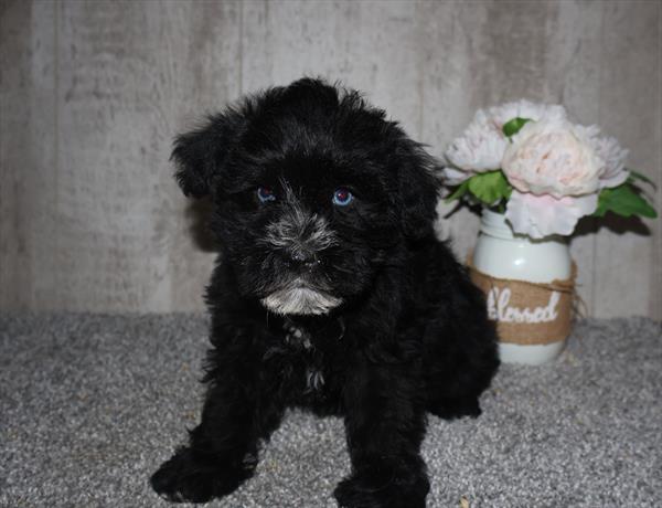 [#26342-02]  - Black M Miniature Schnauzer Puppies for Sale