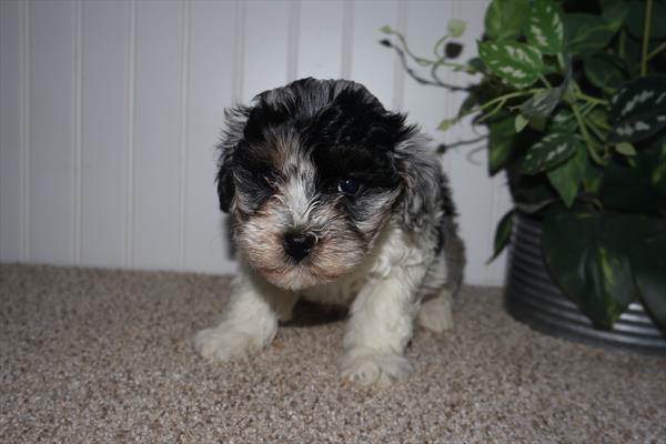 [#26220-01]  - Blue Merle / White M Havapoo Puppies for Sale