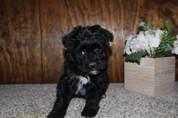 [#26221-05]  - Black F Yorkiepoo Puppies for Sale