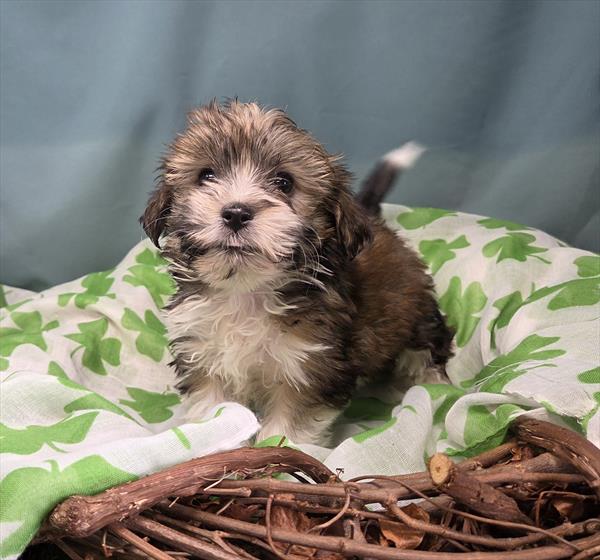 [#2681-06]  - Sable F Havanese Puppies for Sale