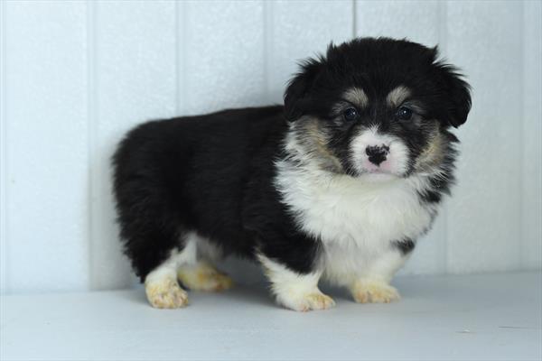 [#26296-05]  - Black F Pembroke Welsh Corgi Puppies for Sale