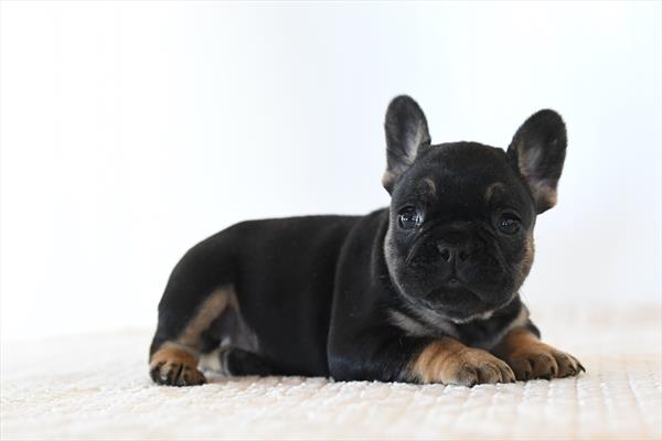 [#26352-03]  - Black / Tan M French Bulldog Puppies for Sale