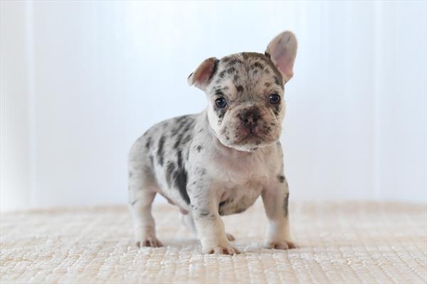 [#26352-04]  - Chocolate Merle M French Bulldog Puppies for Sale