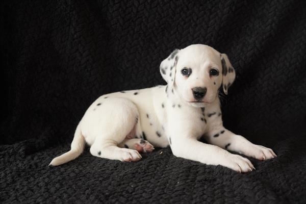 [#26386-05]  - White M Dalmatian Puppies for Sale