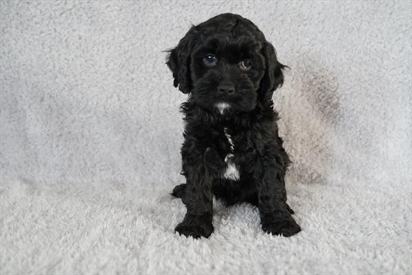 [#26241-01]  - Black M Cock A Poo Puppies for Sale