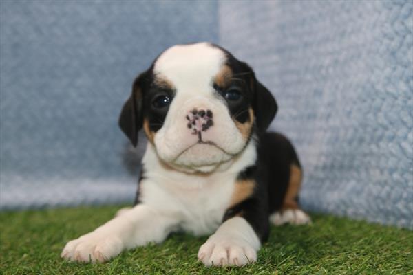 [#26457-05]  - Black / White F Beabull 3/4 Puppies for Sale