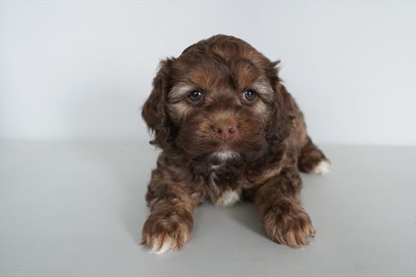 [#26375-06]  - Chocolate / Tan F Cock A Poo Puppies for Sale