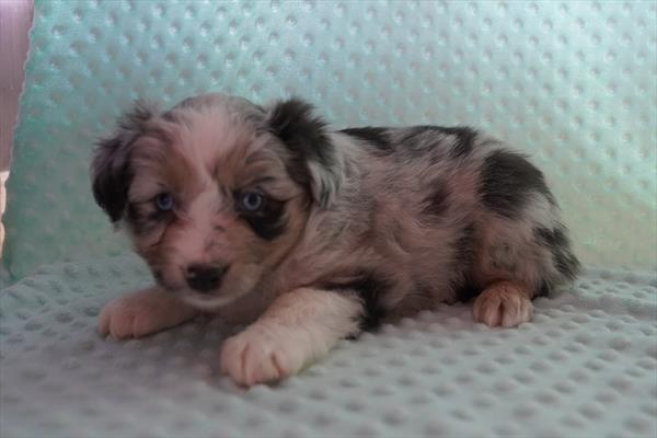 [#26438-04]  - Blue Merle F Miniature Australian Shepherd Puppies for Sale