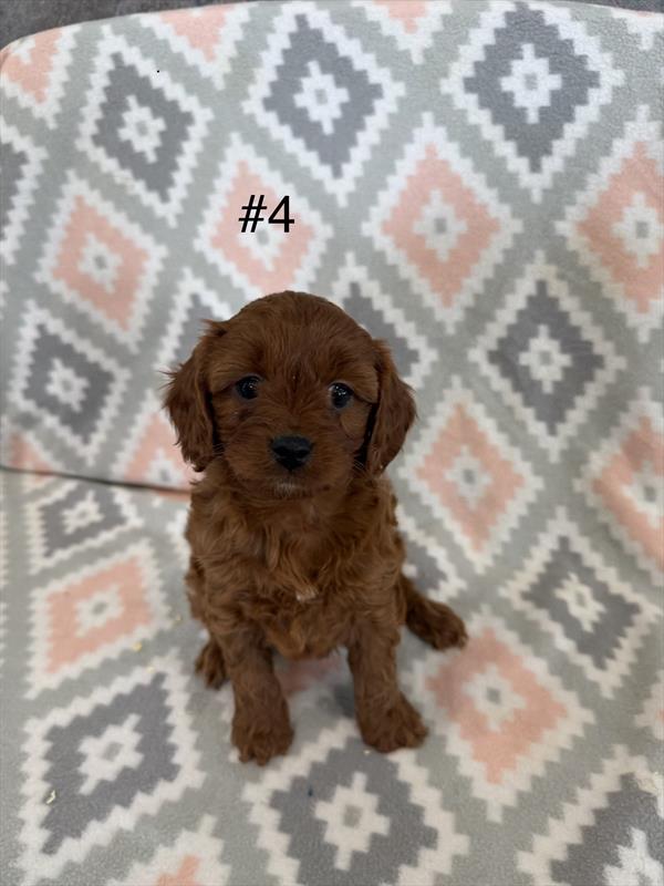 [#26319-04]  - Red F Cavapoo Puppies for Sale