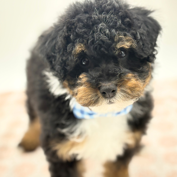[#2619-11]  - Black White / Tan F Bernedoodle Mini 2nd Gen Puppies for Sale