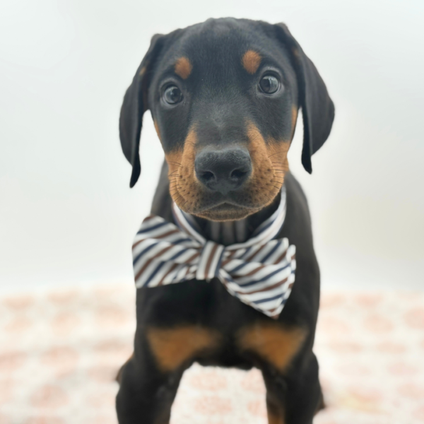 [#26390-04]  - Black M Doberman Pinscher Puppies for Sale
