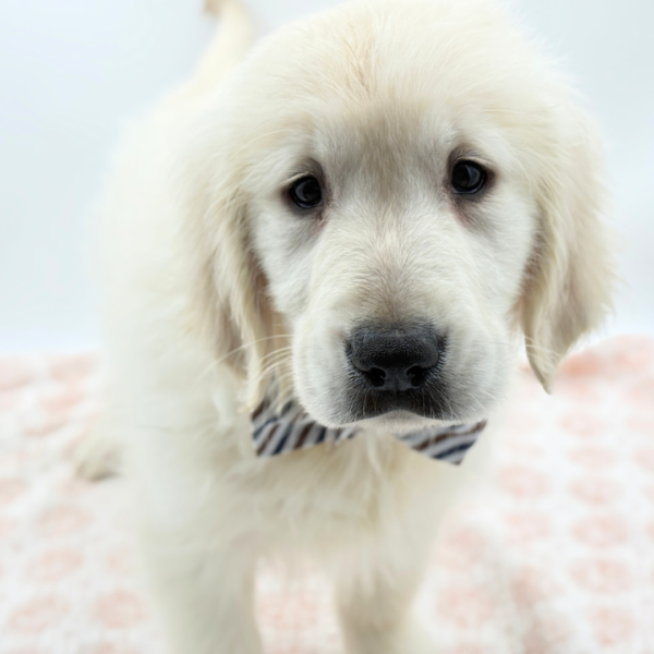 [#2667-01]  - Light Golden M Golden Retriever Puppies for Sale