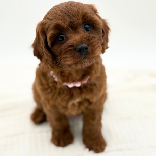 [#26319-04]  - Red F Cavapoo Puppies for Sale