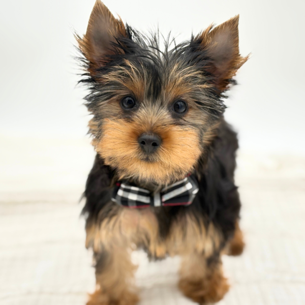 [#26281-01]  - Black / Tan M Yorkshire Terrier Puppies for Sale