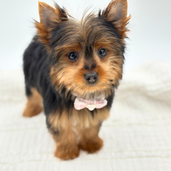 [#2641-06]  - Black / Tan F Yorkshire Terrier Puppies for Sale