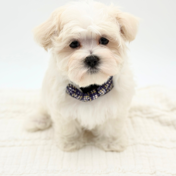 [#26234-01]  - White M Maltese Puppies for Sale
