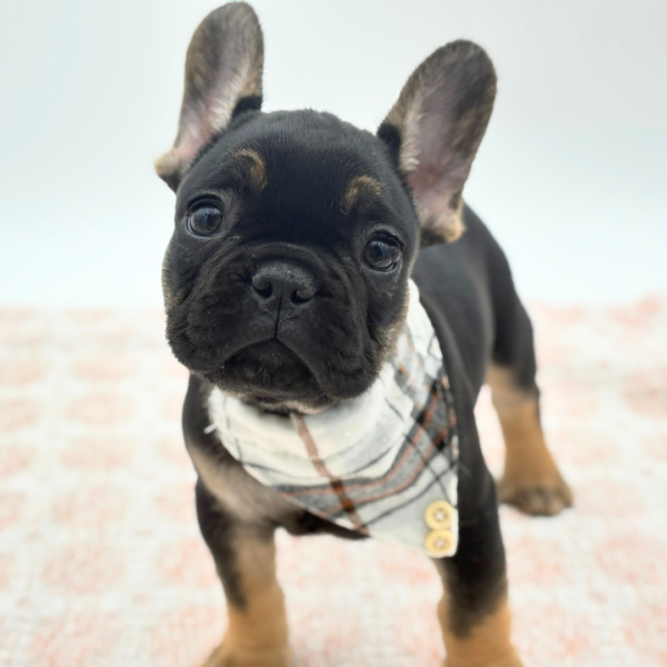 [#26352-03]  - Black / Tan M French Bulldog Puppies for Sale
