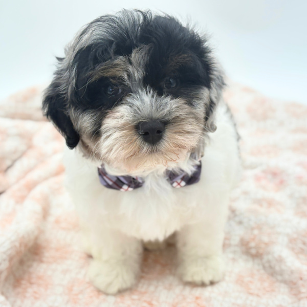 [#26220-01]  - Blue Merle / White M Havapoo Puppies for Sale