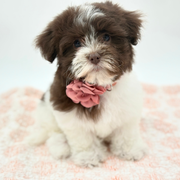 [#26198-02]  - Chocolate / White F Havanese Puppies for Sale
