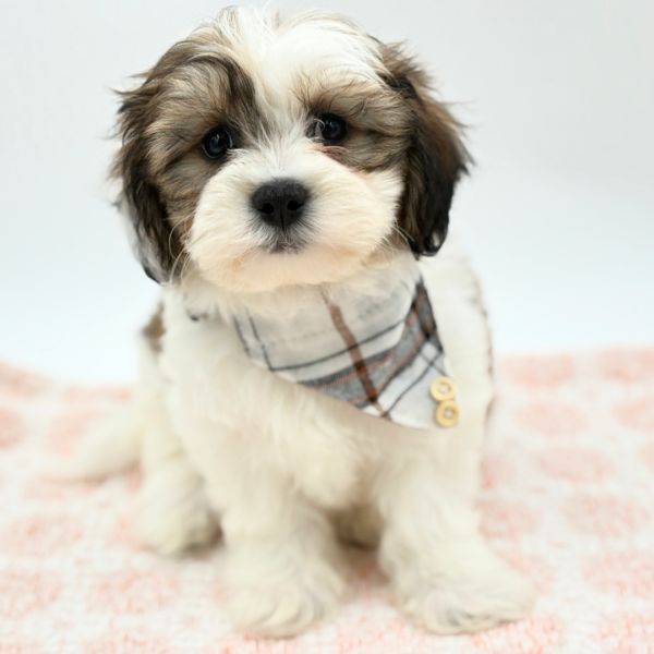 [#26286-04]  - Sable / White M Teddy Bear Puppies for Sale