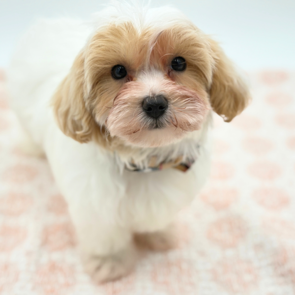 [#26238-02]  - White M Maltipoo Puppies for Sale