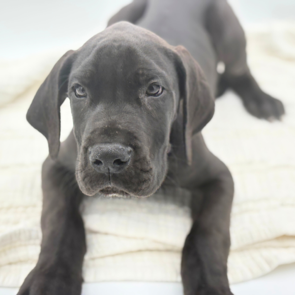 [#26322-07]  - Black M Great Dane Puppies for Sale