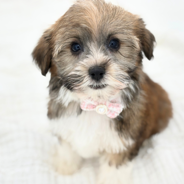 [#2681-06]  - Sable F Havanese Puppies for Sale