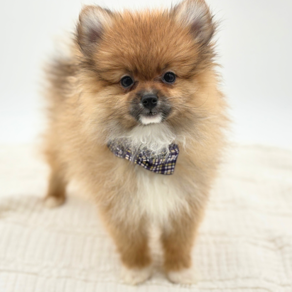[#253803-02]  - Dark Brown M Pomeranian Puppies for Sale