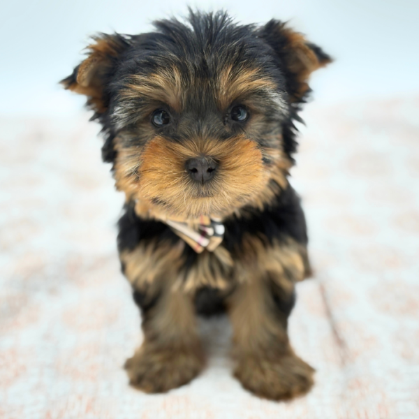 [#26436-03]  - Black / Tan M Yorkshire Terrier Puppies for Sale