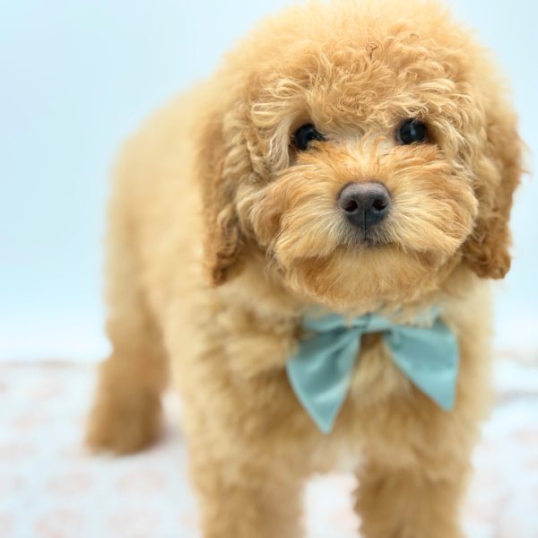 [#253620-01]  - Red / White F Bernedoodle Mini 2nd Gen Puppies for Sale