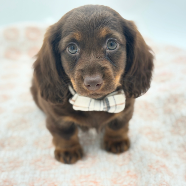 [#26354-04]  - Chocolate / Tan M Dachshund Puppies for Sale