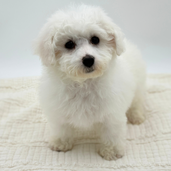 [#253638-07]  - White F Bichon Frise Puppies for Sale
