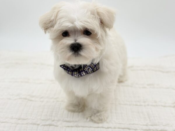 [#26234-01]  - White M Maltese Puppies for Sale
