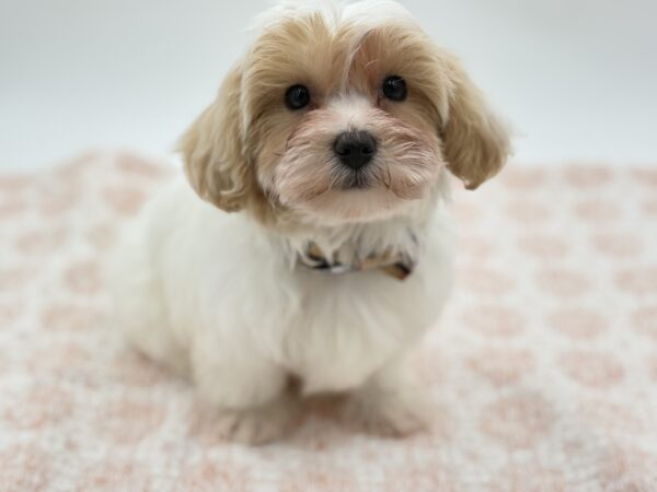 [#26238-02]  - White M Maltipoo Puppies for Sale
