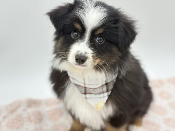 [#26170-02]  - Black M Miniature Australian Shepherd Puppies for Sale