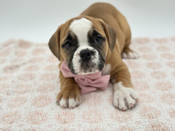 [#26223-07]  - Red / White F Beabull 2nd Gen Puppies for Sale