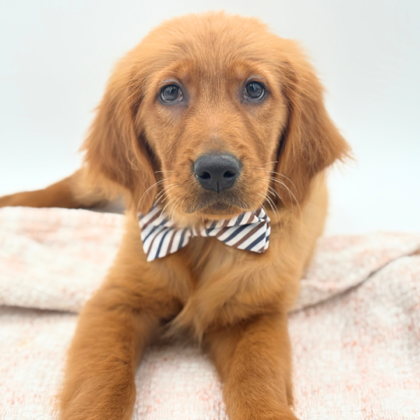 [#2592-01]  - Golden M Golden Retriever Puppies for Sale