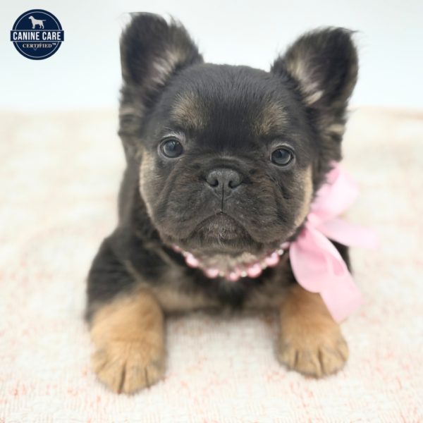 [#26129-02]  - Black / Tan F French Bulldog Puppies for Sale