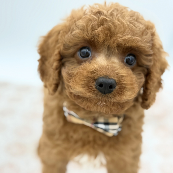 [#26149-03]  - Red M Cavapoo Puppies for Sale