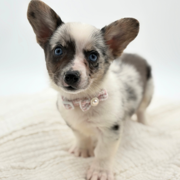 [#26360-07]  - Blue Merle F Cardigan Welsh Corgi Puppies for Sale